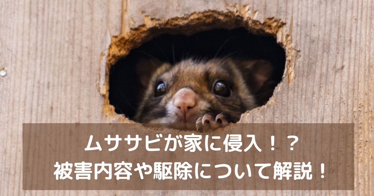 ムササビが家に侵入！？被害内容や駆除について解説！ - 駆除アンサー